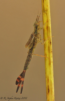 Calopteryx dimidiata, nymph